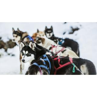 Aventura nórdica - Paquet Predefinido en GRAU ROIG